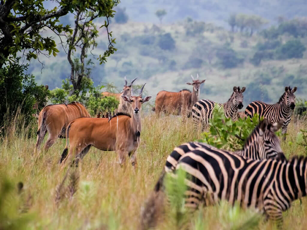 Akagera National Park