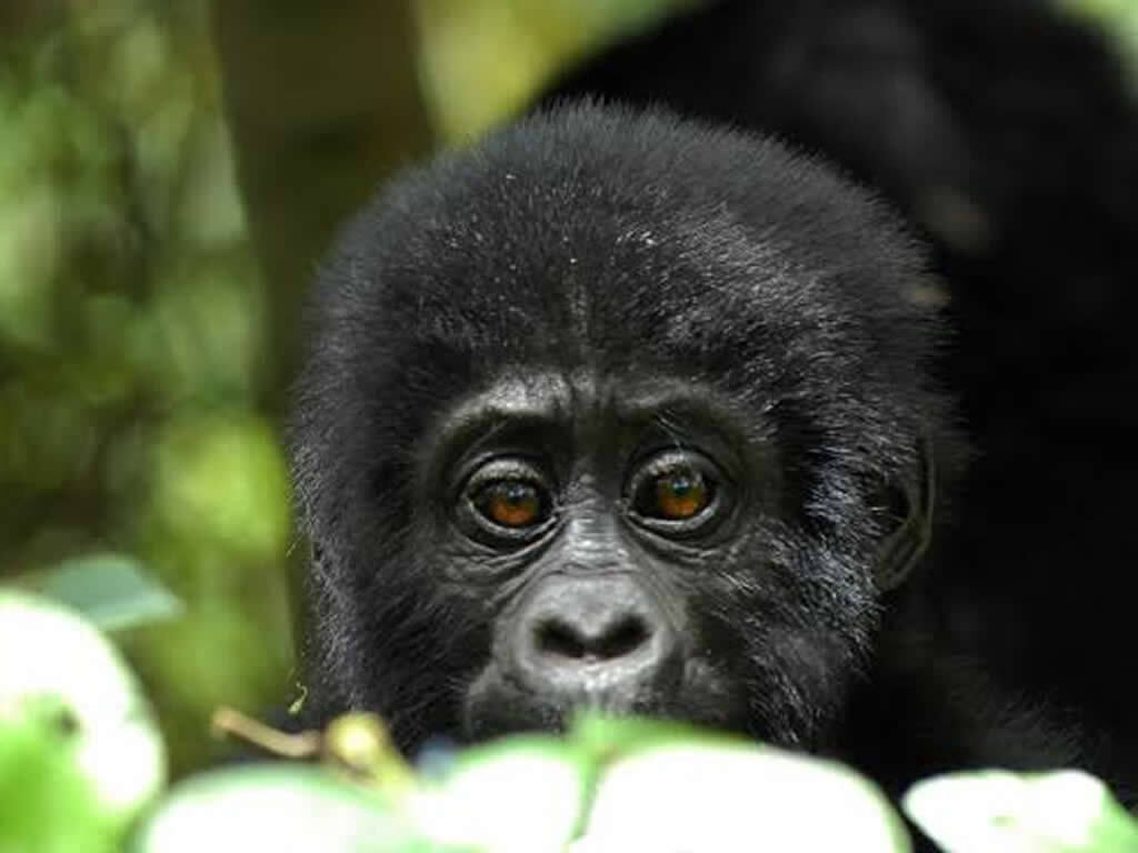 Bwindi National Park