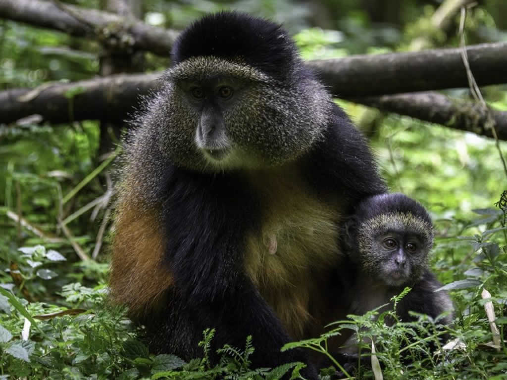 Gishwati Mukura National Park