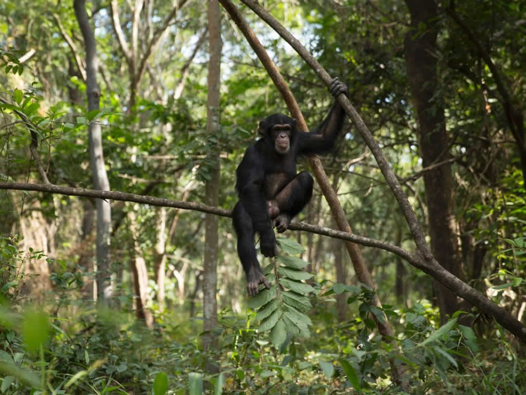 Gombe Stream National Park