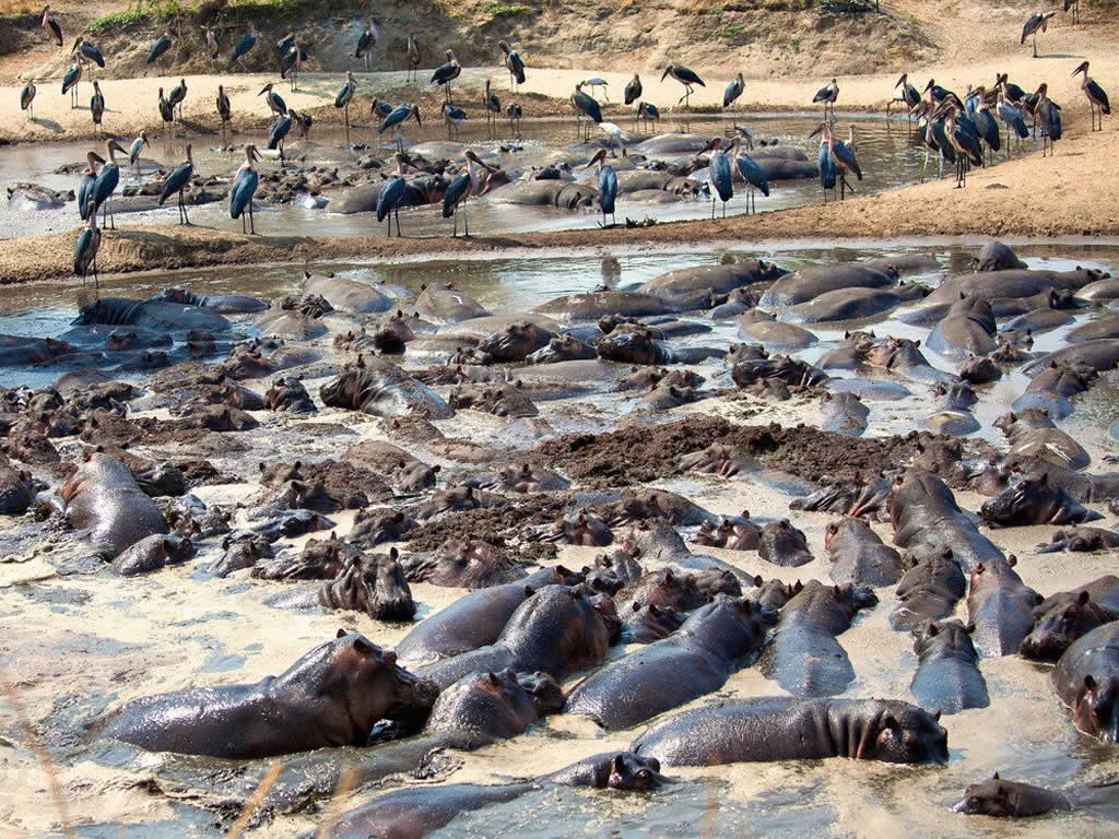 Katavi National Park