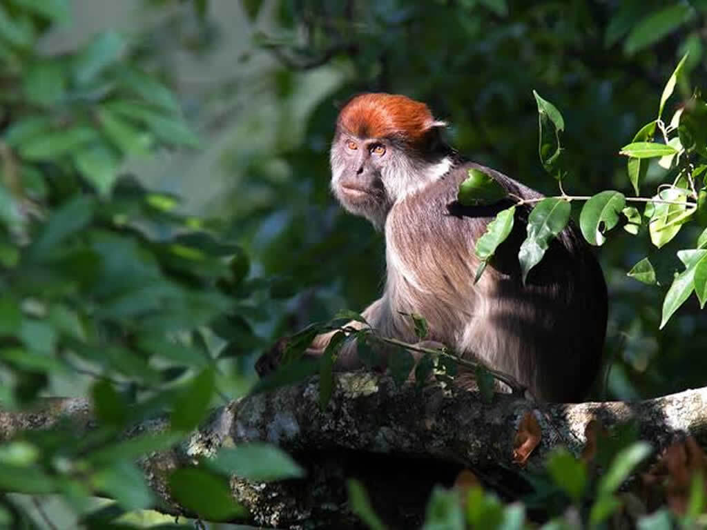 Kibale National Park