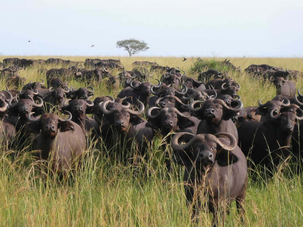 Kidepo Valley National Park