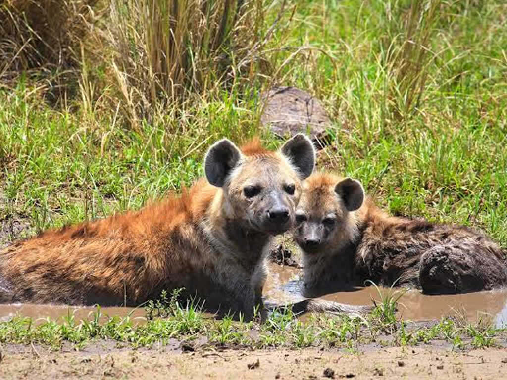 Lake Mburo National Park