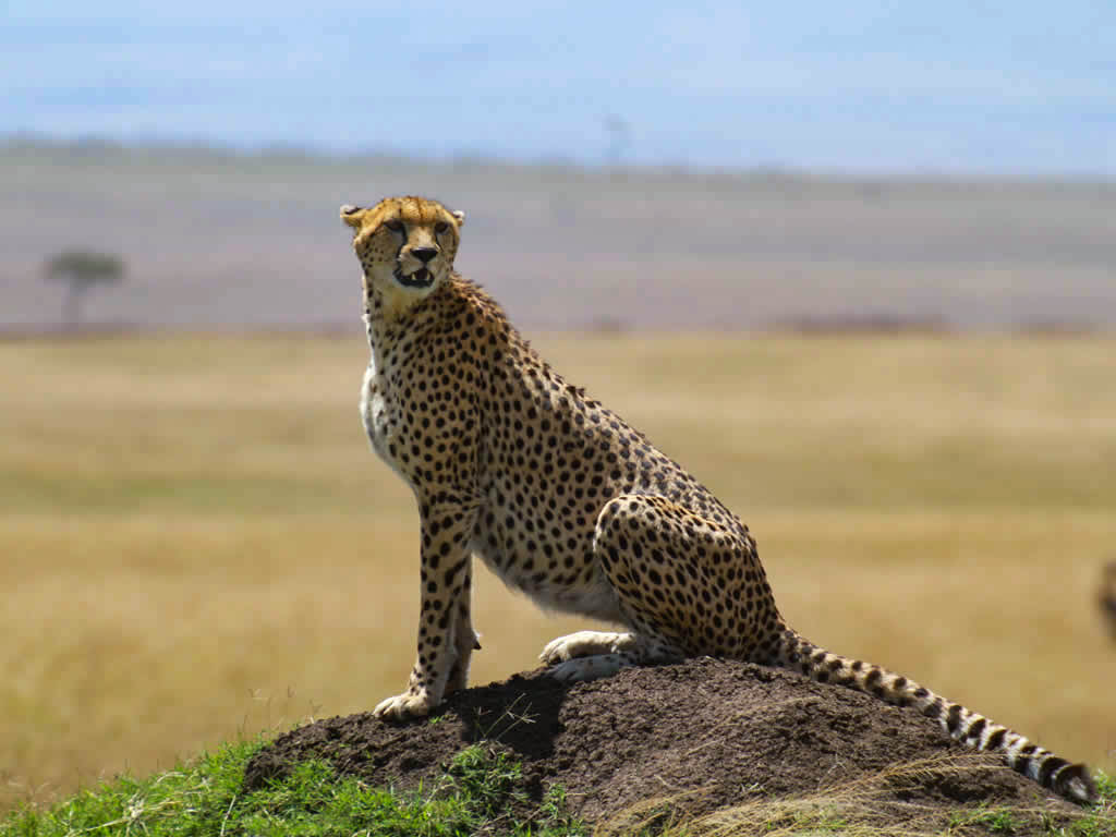 Maasai Mara Reserve
