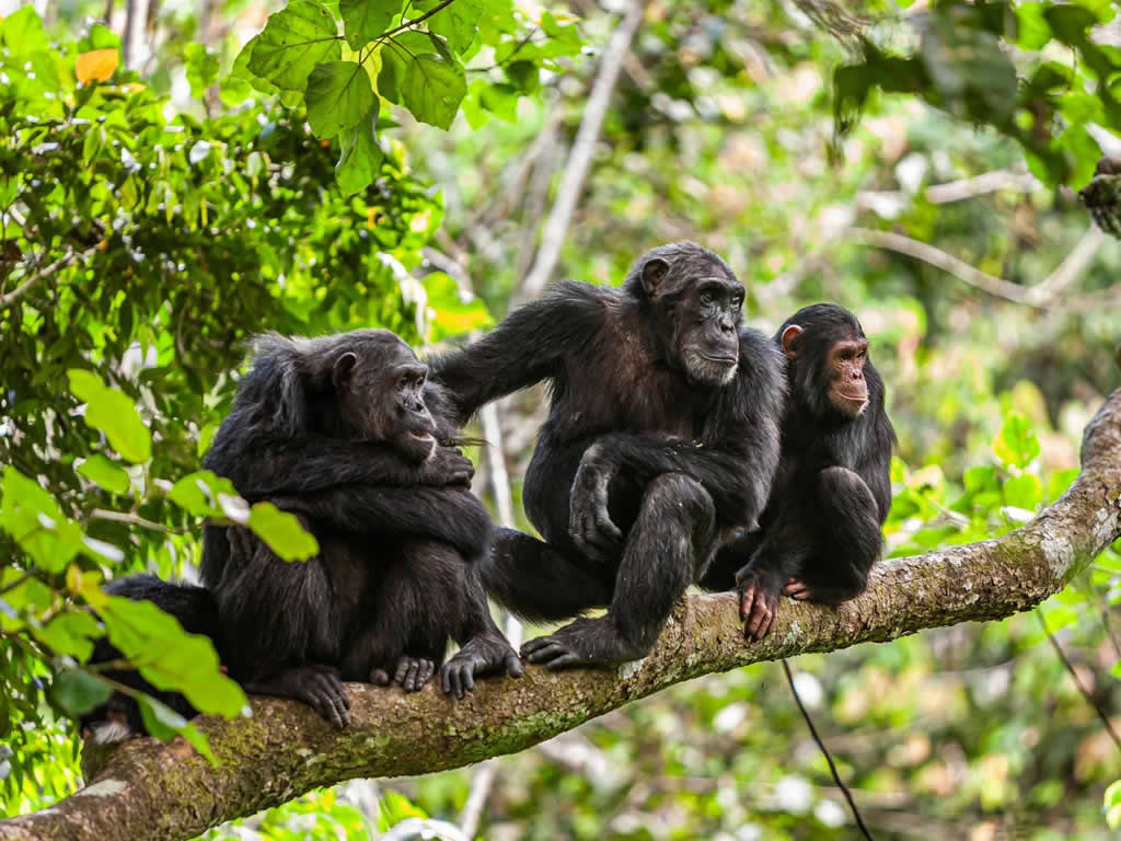 Mahale Mountains National Park