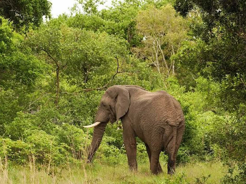 Lake Manyara National Park