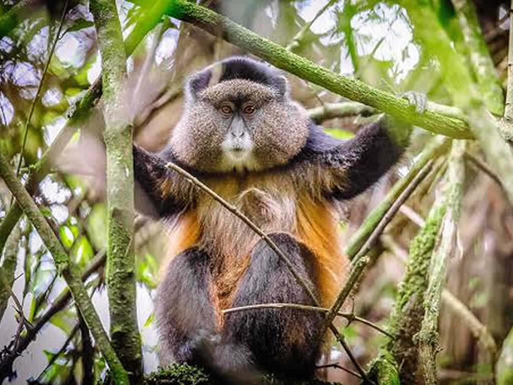 Mgahinga National Park