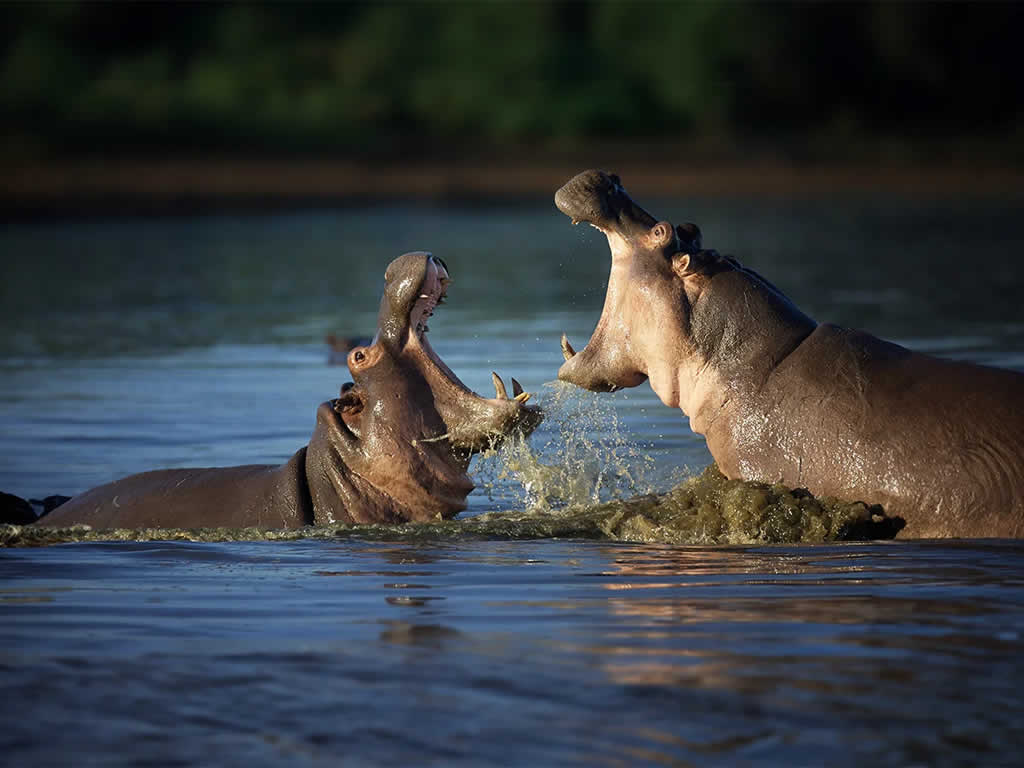 Mikumi National Park
