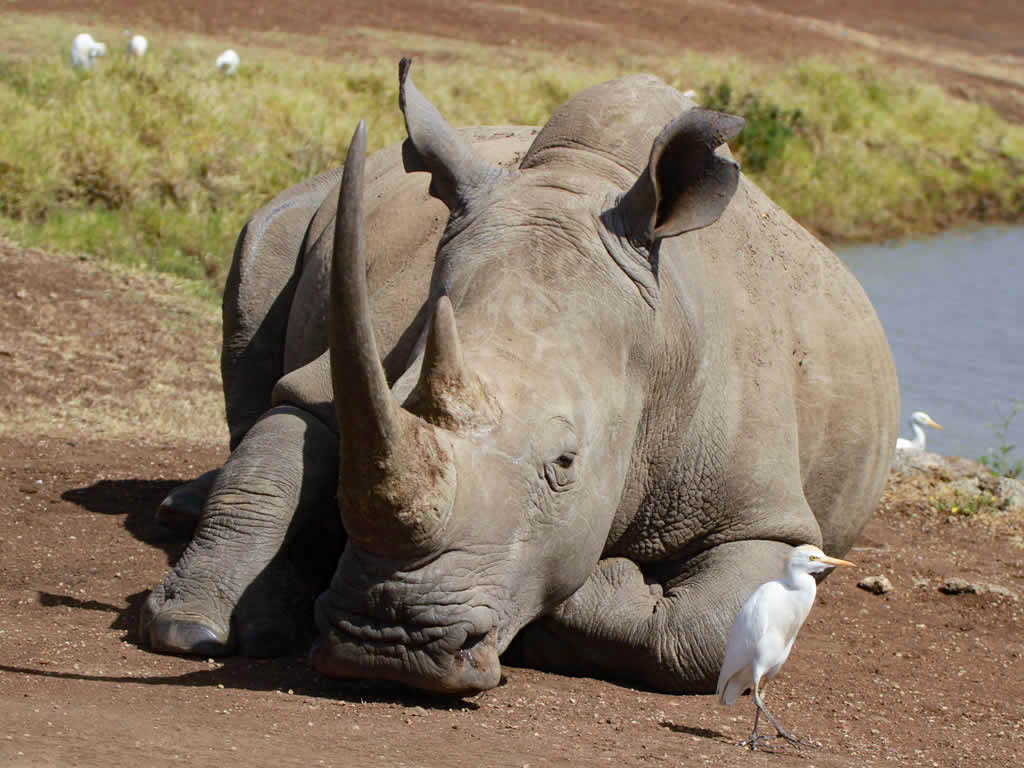Nairobi National Park