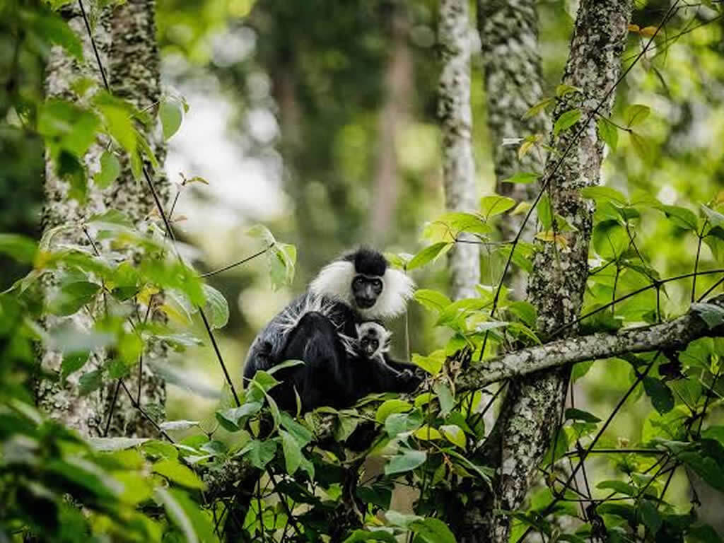 Nyungwe Forest National Park