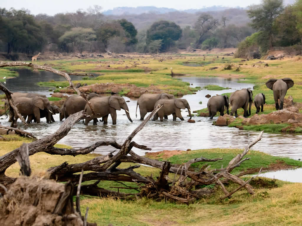 Ruaha National Park