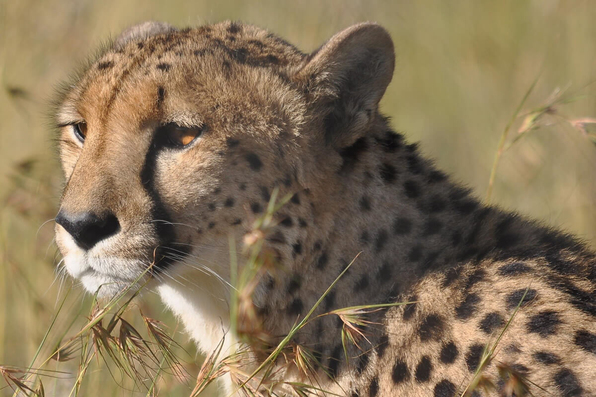 Cheetah