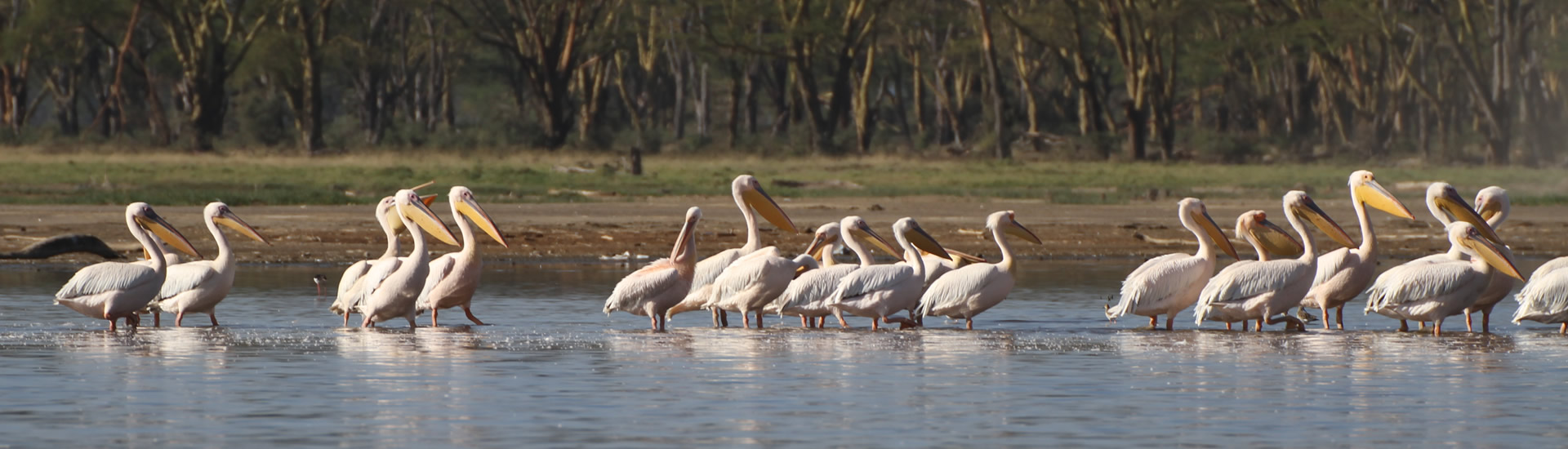 Kenya Classic Safari