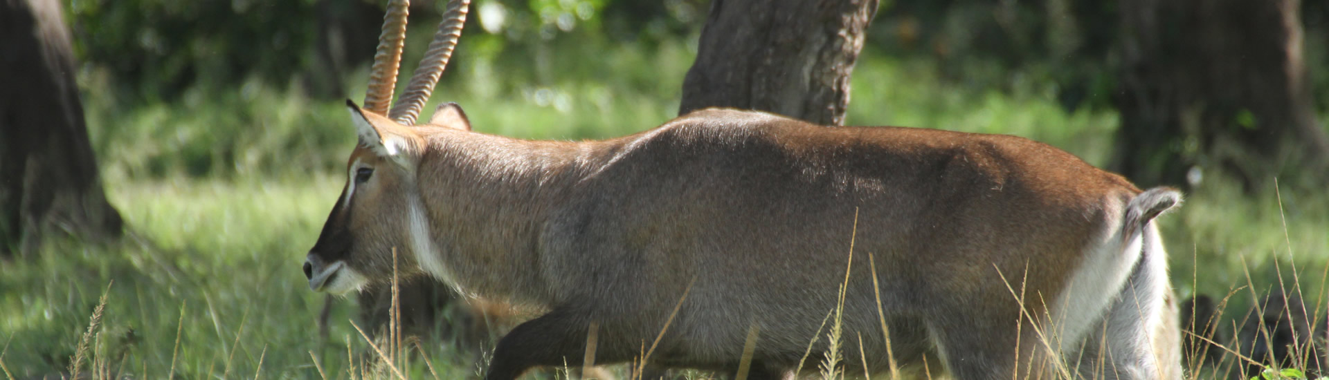 Ol pejeta Highlight Safari