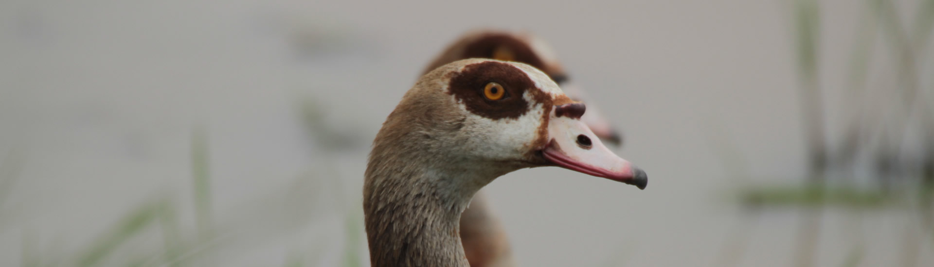 Lake Nakuru, Maasai Mara, Naivasha