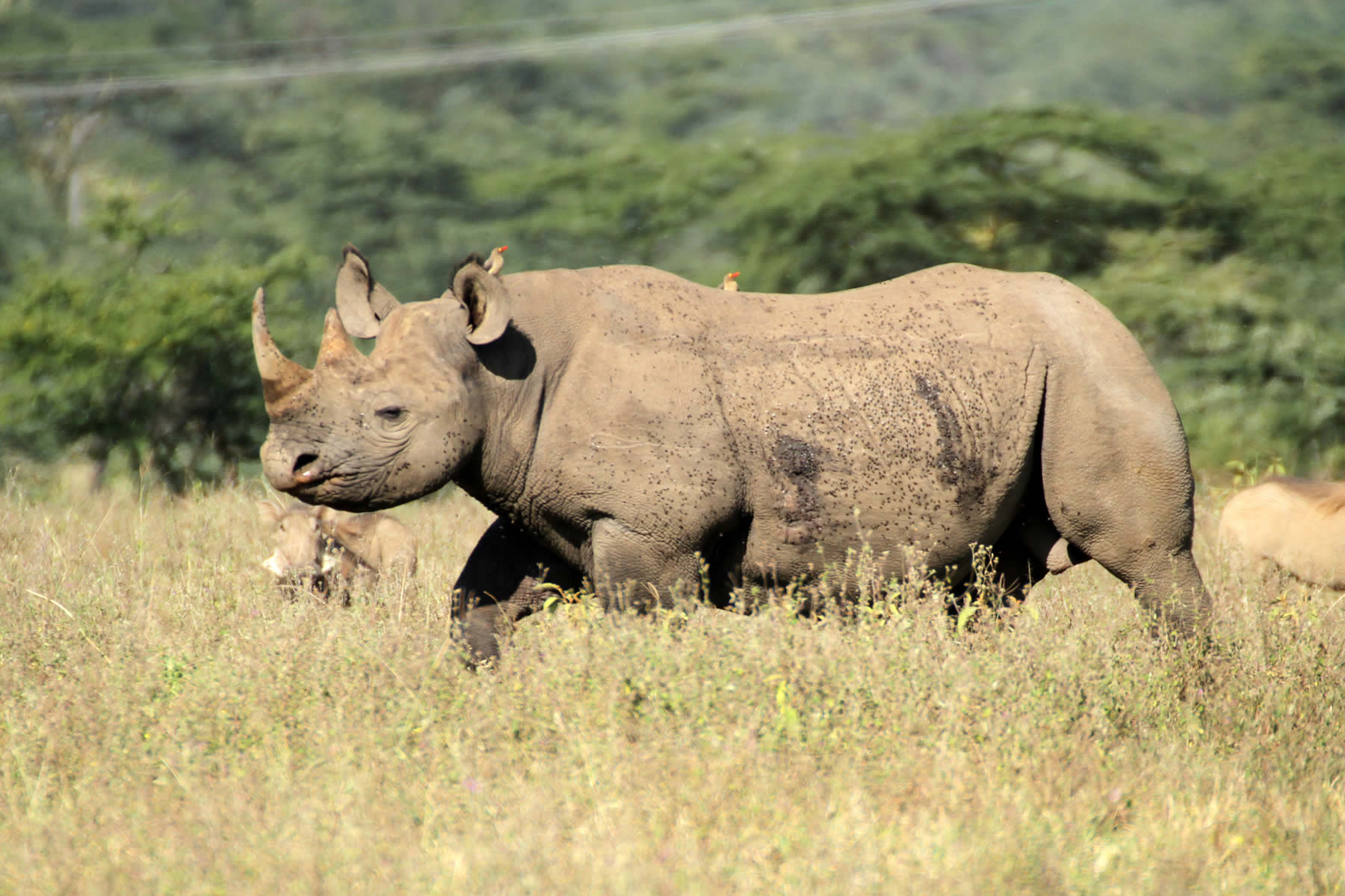 Kenya Classic Safari