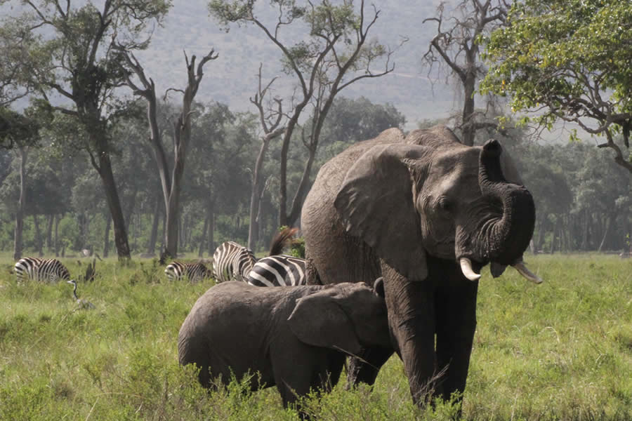 Maasai Mara Safari