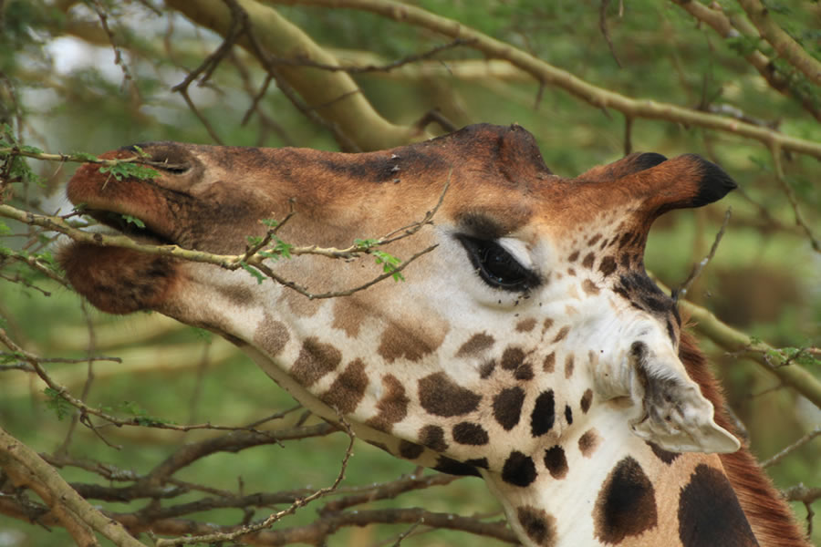 Kenya Classic Safari