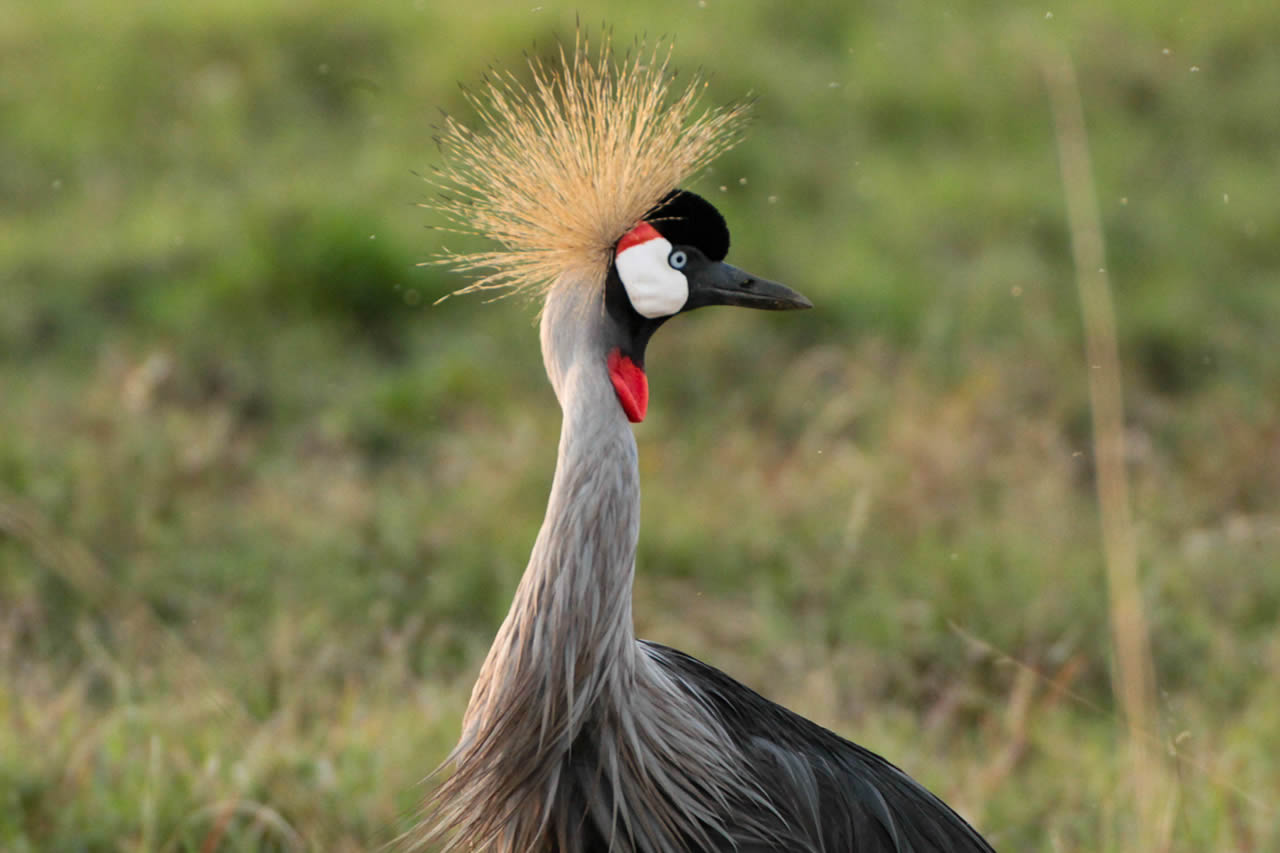 Lake Nakuru, Maasai Mara, Naivasha