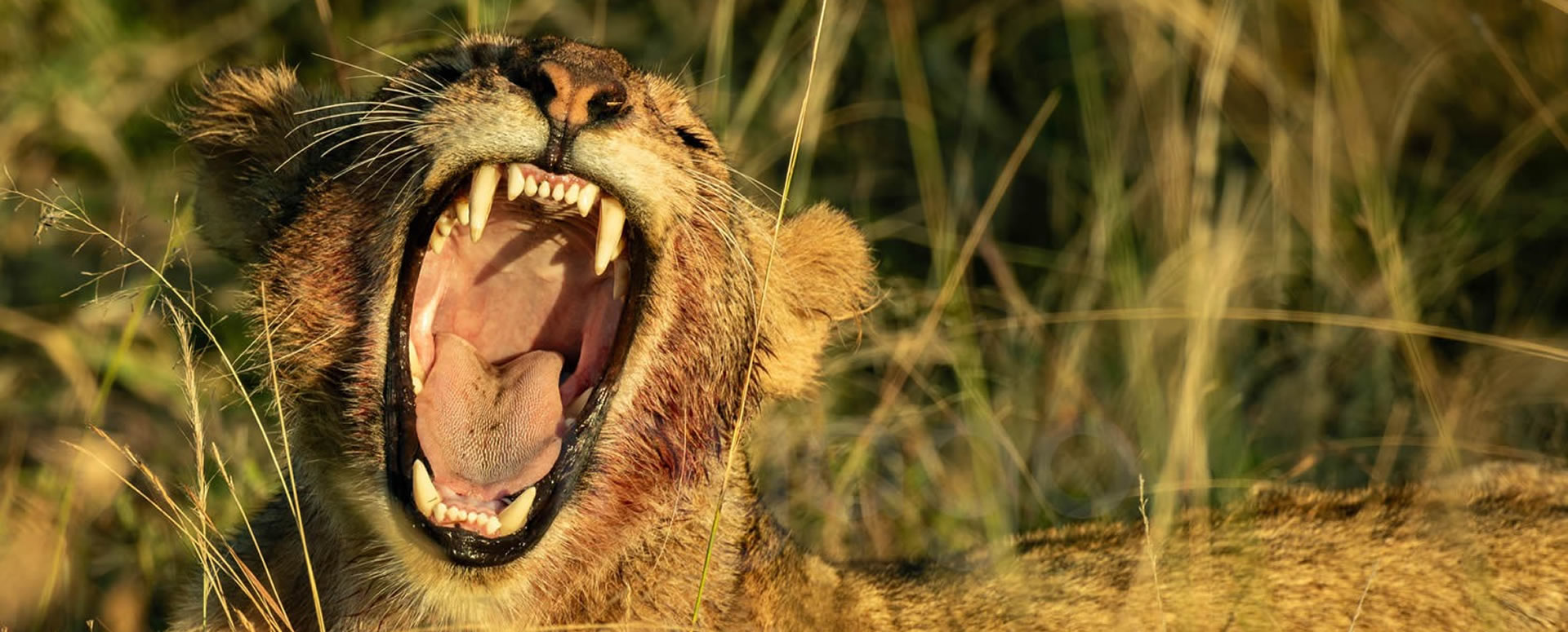 Unforgettable Safaris, Seamlessly Delivered